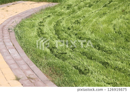 partially cut grass lawn. Part of lawn has been cut and other part was not cut. partially cut grass lawn. Part of lawn has been cut and other part was not cut. 126919875