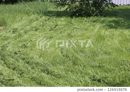 partially cut grass lawn. Part of lawn has been cut and other part was not cut. partially cut grass lawn. Part of lawn has been cut and other part was not cut. 126919876