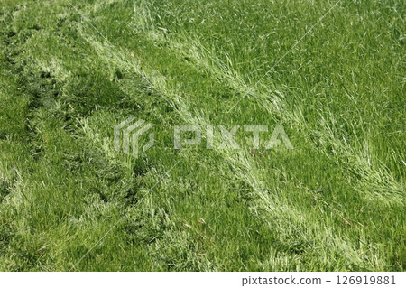 partially cut grass lawn. Part of lawn has been cut and other part was not cut 126919881