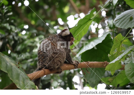 Zoo scene with common marmonkey on green leafy tree branch Zoo scene with common marmonkey on green leafy tree branch 126919957