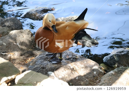 Scenery of a Ruddy Shelduck resting on a stone by the water 126919959
