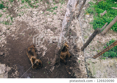 Brown bears inside an enclosure at a wildlife rehabilitation center. Conservation and animal protection concept. Shot from above. Brown bears inside an enclosure at a wildlife rehabilitation center. Conservation and animal protection concept. Shot from above. 126920090