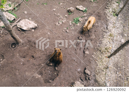 Brown bears inside an enclosure at a wildlife rehabilitation center. Conservation and animal protection concept. Shot from above. 126920092