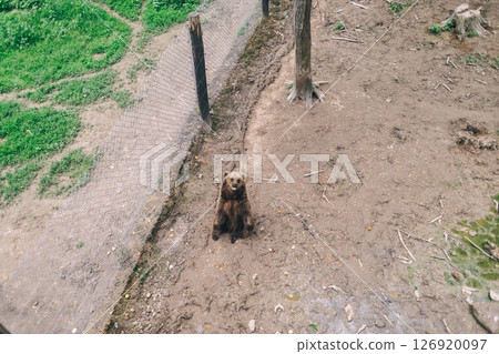 Brown bears inside an enclosure at a wildlife rehabilitation center. Conservation and animal protection concept. Shot from above. Brown bears inside an enclosure at a wildlife rehabilitation center. Conservation and animal protection concept. Shot from above. 126920097
