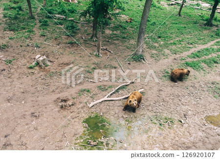 Brown bears in a forest clearing among trees, mud and green grass. On the ground lie the remains of food, animals, bones. Natural behavior of animals in the wild. Shooting from above. 126920107