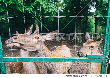 Children and adults feeding young deer in animal rescue rehabilitation center. Enjoying time in zoo or farm. Wildlife park 126920111
