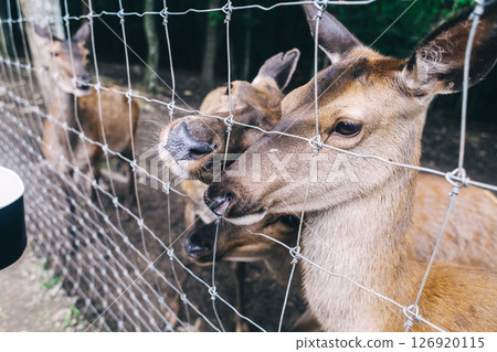 Children and adults feeding young deer in animal rescue rehabilitation center. Enjoying time in zoo or farm. Wildlife park 126920115