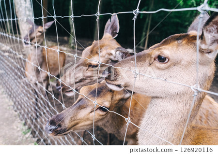 Children and adults feeding young deer in animal rescue rehabilitation center. Enjoying time in zoo or farm. Wildlife park 126920116