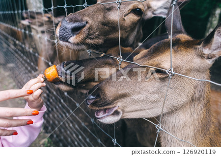 Children and adults feeding young deer in animal rescue rehabilitation center. Enjoying time in zoo or farm. Wildlife park 126920119