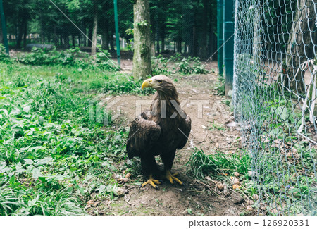 Bald eagle in captivity or in a zoo. Rehabilitation of wild birds. Rescue and treatment of injured birds. Bald eagle in captivity or in a zoo. Rehabilitation of wild birds. Rescue and treatment of injured birds. 126920331