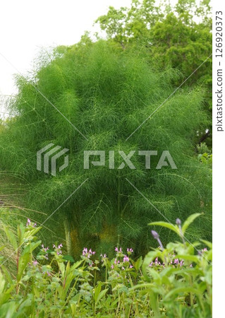 Young fennel plant, May 2025 126920373