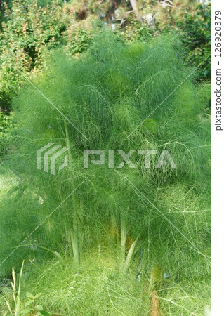 Young fennel plant, May 2025 126920379
