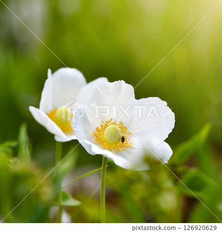 Anemone sylvestris (Snowdrop anemone) Anemone sylvestris (Snowdrop anemone) 126920629