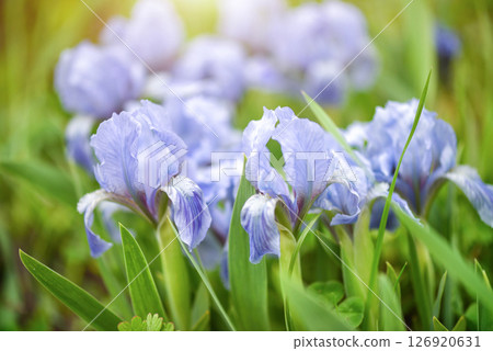 Flowers of bearded iris on blurred green natural background. Flowers of bearded iris on blurred green natural background. 126920631