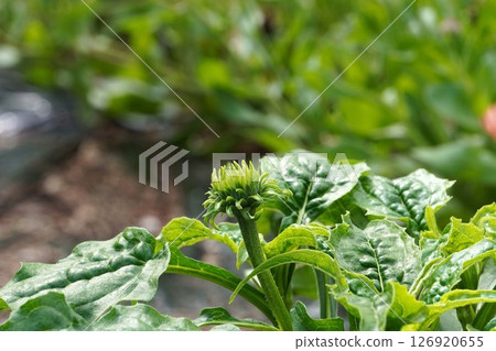紫錐菊花蕾,2025年5月 紫錐菊花蕾,2025年5月 126920655