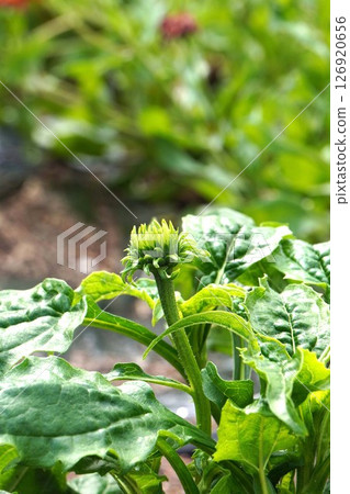 紫錐菊花蕾，2025年5月 126920656