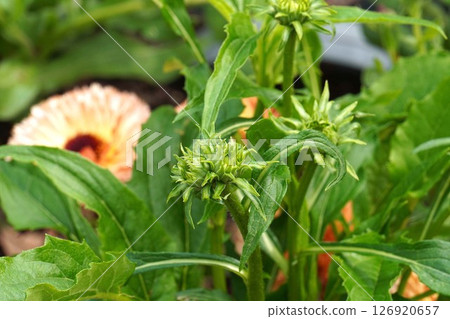 Echinacea buds, May 2025 126920657