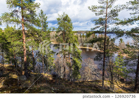 Beautiful forest landscape showcasing tall pine trees near a calm lake 126920736