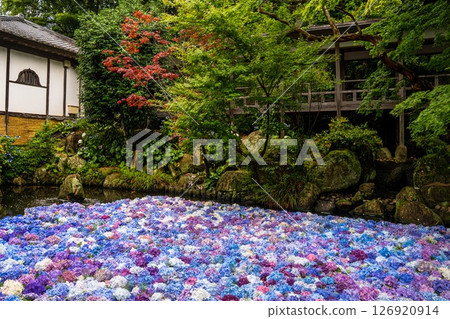 Hydrangeas blooming underwater adorn Amabiki Kannon Temple Hydrangeas blooming underwater adorn Amabiki Kannon Temple 126920914
