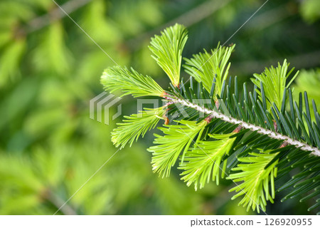 Branches fir tree (Abies alba) with young new shoots on a natural green background in spring forest 126920955