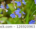 Closeup on the brlliant blue flowers of germander speedwell. Flower background. Soft focus 126920963