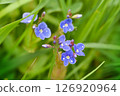 Closeup on the brlliant blue flowers of germander speedwell. Flower background. Soft focus 126920964