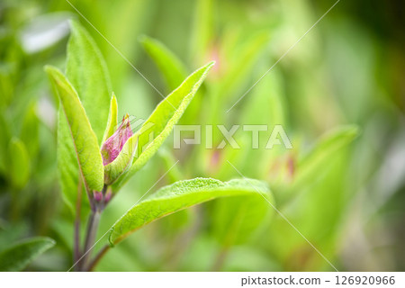 Spice plant, herb plant: sage (salvia officinalis), on a natural background in the garden.  126920966