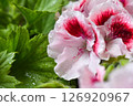 Close up of Lovely white and pink Pelargonium flowers after the rain. Flower background. Soft focus 126920967