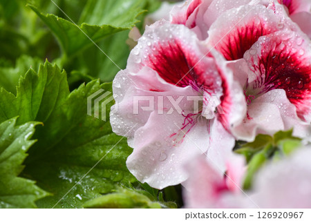 Close up of Lovely white and pink Pelargonium flowers after the rain. Flower background. Soft focus 126920967
