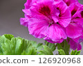 Pink Pelargonium flowers after the rain, close up. Beautiful large pink flowers. 126920968