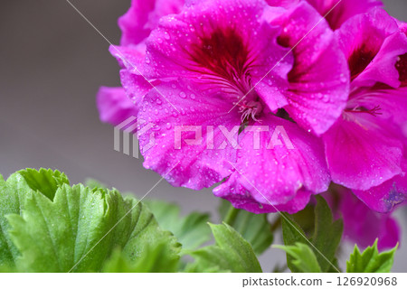 Pink Pelargonium flowers after the rain, close up. Beautiful large pink flowers. 126920968