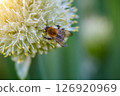 Bee and flower. Close up of bee collects pollen from an onion flower on a natural background.  126920969