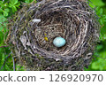 Bird nest with egg in wild nature. 126920970