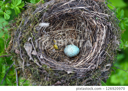 Bird nest with egg in wild nature. 126920970