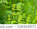 Crosswort - Cruciata laevipes, that is a species of flowering plant in the family Rubiaceae.  126920971