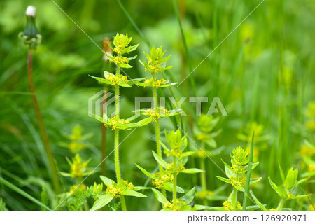 Crosswort - Cruciata laevipes, that is a species of flowering plant in the family Rubiaceae. Crosswort - Cruciata laevipes, that is a species of flowering plant in the family Rubiaceae. 126920971