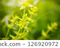 Crosswort - Cruciata laevipes, that is a species of flowering plant in the family Rubiaceae.  126920972