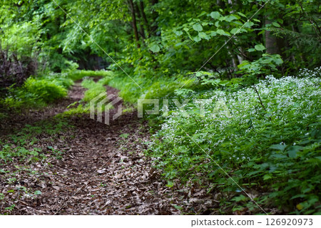 Bedstraw also known as sweet woodruff (Galium odoratum) with small white flowers 126920973