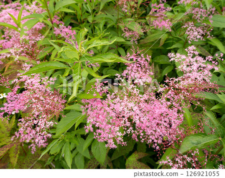 Kyoganoko flowers bloom at Mukojima Hyakkaen Gardens, Tokyo Kyoganoko flowers bloom at Mukojima Hyakkaen Gardens, Tokyo 126921055