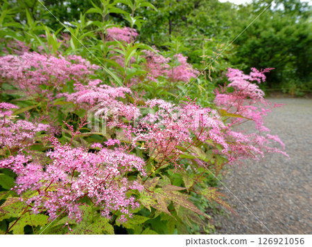 東京向島百花園的京向湖鮮花盛開 126921056