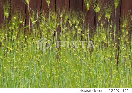 Barley Ears, May 2025 Barley Ears, May 2025 126921325