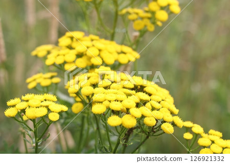 Tanacetum vulgare, common tansy, golden buttons, tansy. Golden yellow tansy flowers Tanacetum vulgare, common tansy, golden buttons, tansy. Golden yellow tansy flowers 126921332