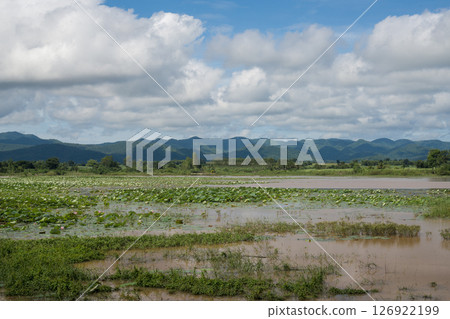 Lotus, a flower that lives in ponds 126922199