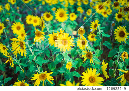 Sunflower sunflower 126922249