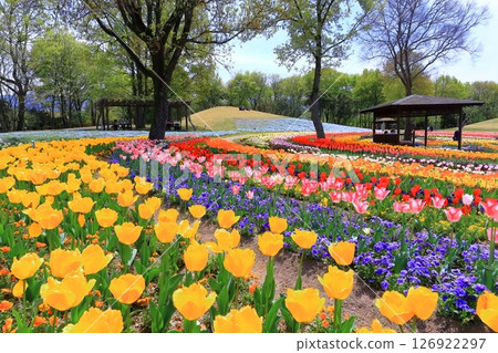[香川縣]春天贊岐曼努公園（睡蓮和鬱金香花田） 126922297