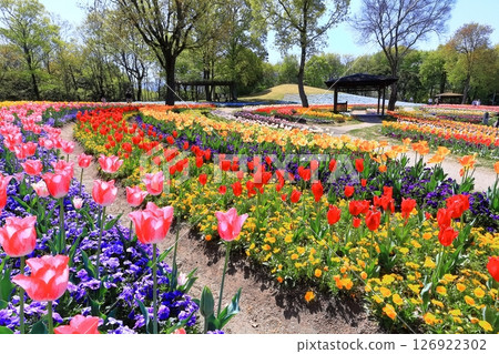 [香川縣]春天贊岐曼努公園（睡蓮和鬱金香花田） 126922302