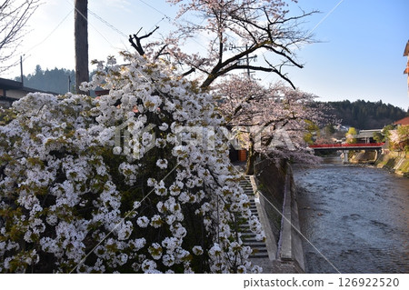 日本岐阜縣高山市的春天：盛開的櫻花、旅遊景點中橋和宮川、周圍的城市景觀和美麗的藍天 126922520