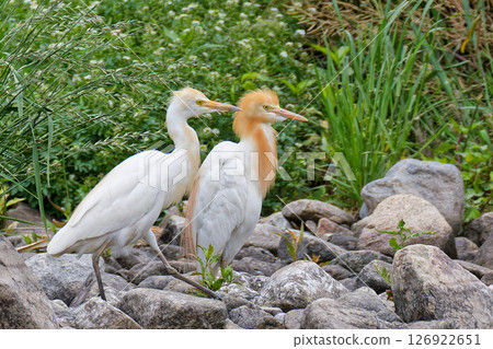 Young Cattle Egret and Adult Cattle Egret Young Cattle Egret and Adult Cattle Egret 126922651