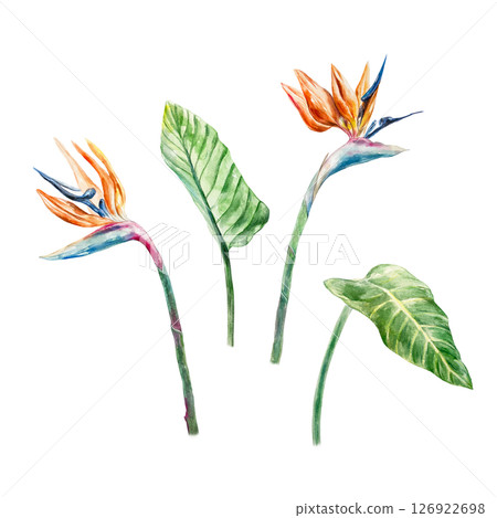 Strelitzia. Tropical plant, leaves, flower, stem. Hand drawn watercolor illustration isolated on white. For cards, invitations, summer banners, labels, posters. Strelitzia. Tropical plant, leaves, flower, stem. Hand drawn watercolor illustration isolated on white. For cards, invitations, summer banners, labels, posters. 126922698