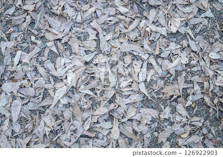 Autumn leaves on the floor 126922903